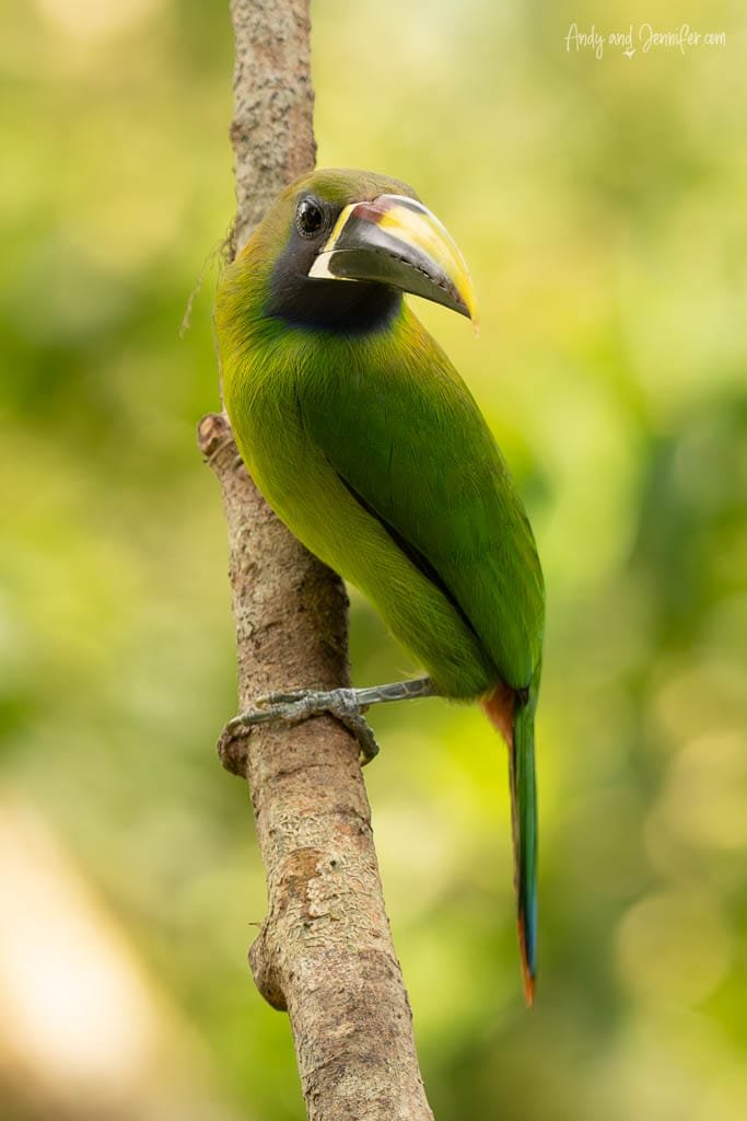 Emerald Toucanet perched on a tree trunk, showing its green plumage and large multicoloured bill.