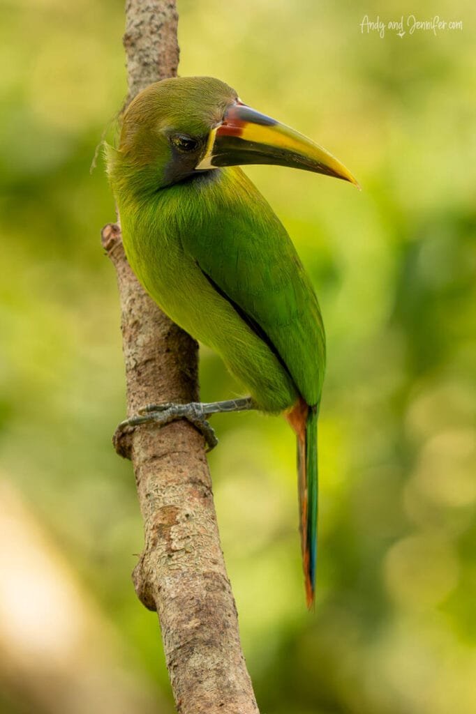 An emerald toucanet perches on a tree trunk in the rainforest of Panama, showing its bright green plumage and colourful yellow, black and red bill against a soft green background.