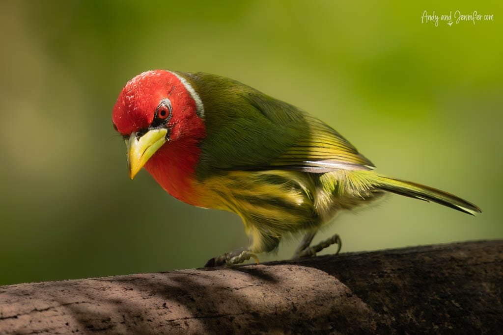 Red-headed Barbet perched on a log, showing its bright red head and olive-green plumage.