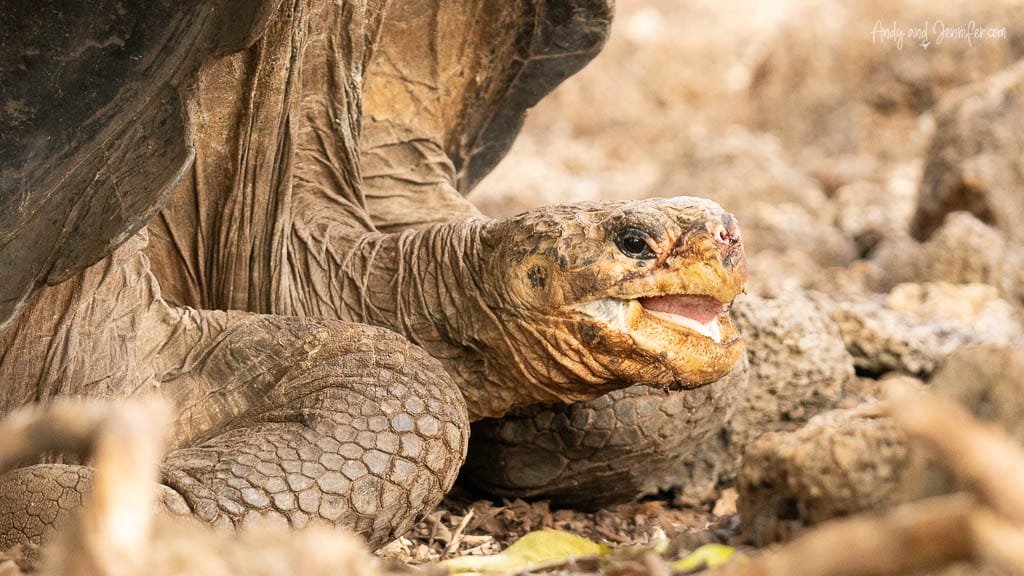 Galápagos giant tortoise resting with its mouth open at the Charles Darwin Research Station on Santa Cruz Island.
