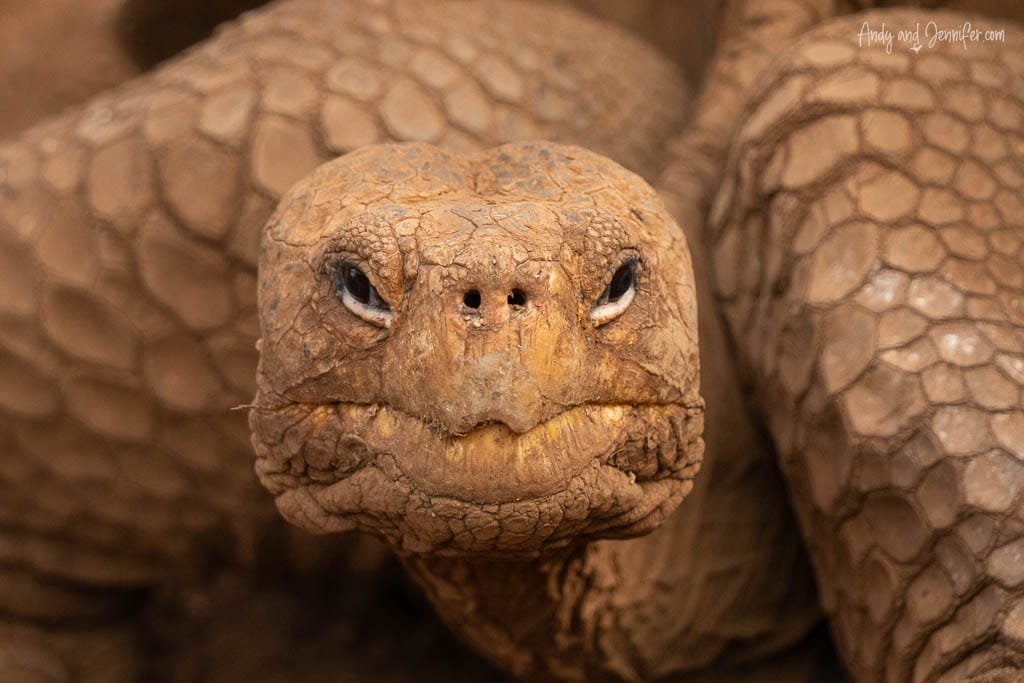 Close-up portrait of a Galápagos giant tortoise at the Charles Darwin Research Station on Santa Cruz Island.