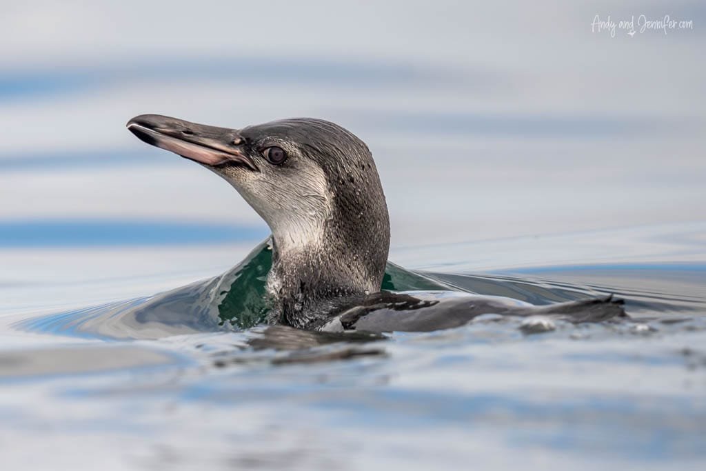 Galápagos penguin swimming in calm water near Moreno Point, Isabela Island.