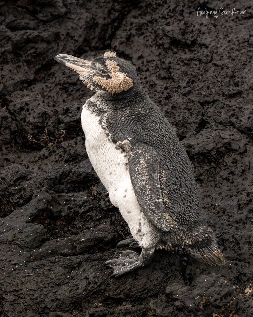 Moulting Galápagos penguin standing on black volcanic rocks at Moreno Point, Isabela Island.