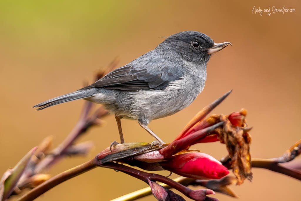 A Sooty-capped Chlorospingus perches on a flowering stem at Batsu Gardens, its grey plumage and pale belly contrasting with warm golden tones in the background.
