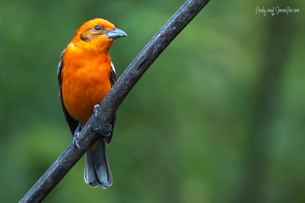 Male Flame-colored Tanager perched on a branch at Savegre Lodge Gardens in the Savegre Valley near San Gerardo de Dota, Costa Rica.