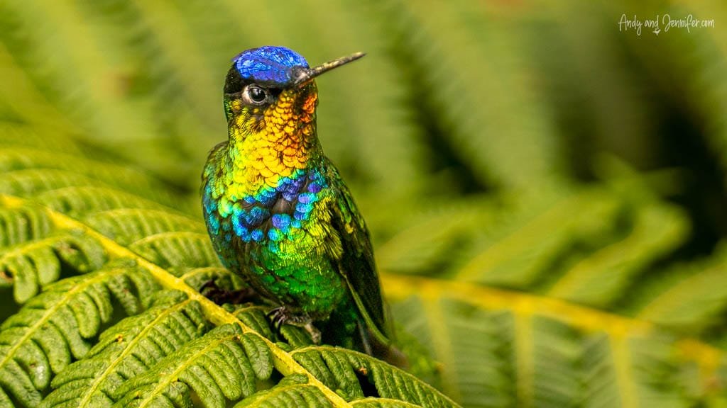 Fiery-throated Hummingbird perched on a fern in the cloud forest at Mirador de Quetzales, Cerro de la Muerte, Costa Rica.