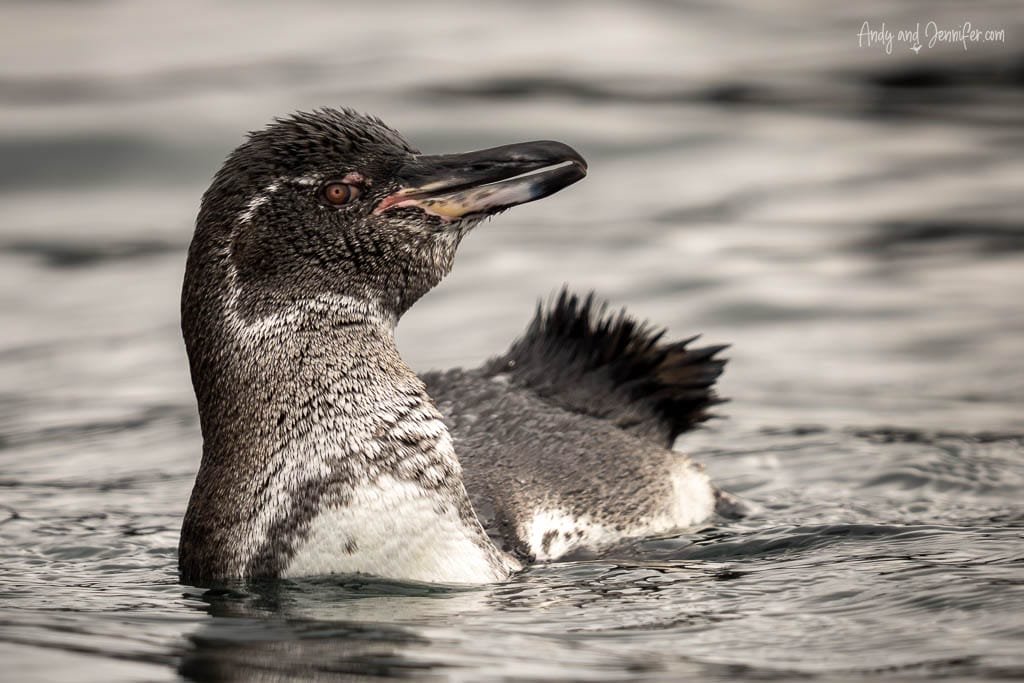 Galápagos penguin swimming close to the surface near Moreno Point, Isabela Island.