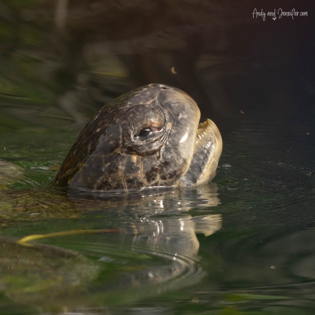 Close-up of a green sea turtle surfacing in the water at Urbina Bay, Galápagos Islands.