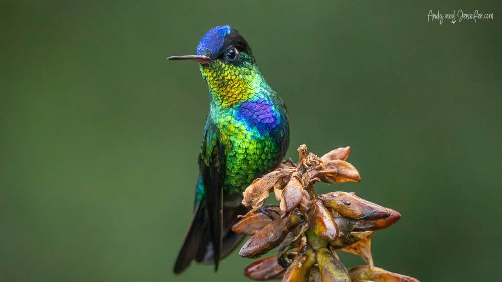 Fiery-throated Hummingbird perched on a flowering stem at Mirador de Quetzales, Savegre Valley, Costa Rica.