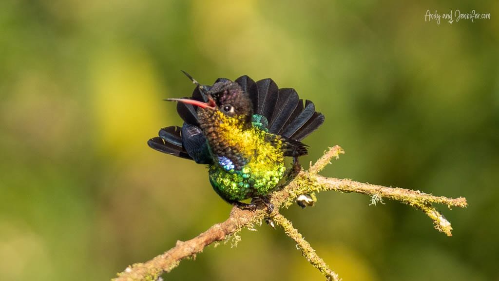 Fiery-throated Hummingbird displaying its iridescent gorget while perched at Paraíso Quetzales in the Savegre Valley, Costa Rica.