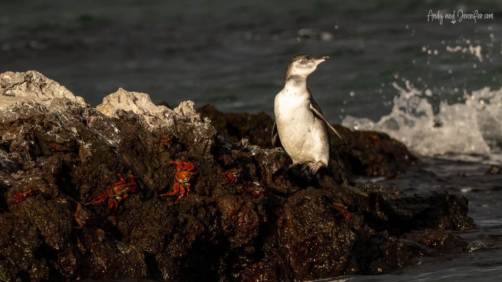 Galápagos penguin standing among Sally Lightfoot crabs on the volcanic shoreline of Isabela Island.