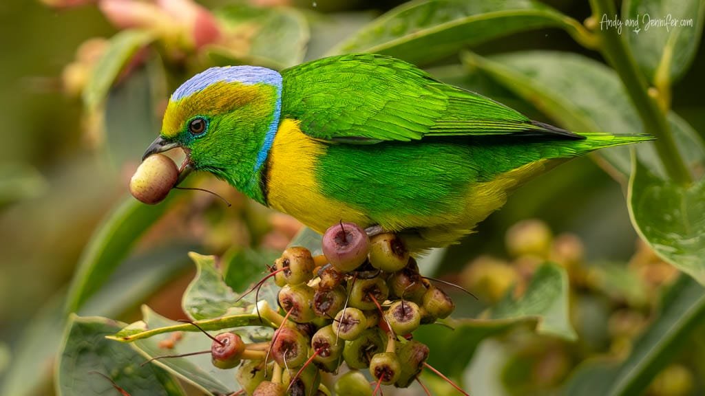 Golden-browed Chlorophonia feeding on berries at Paraíso Quetzales in the Savegre Valley, Costa Rica.