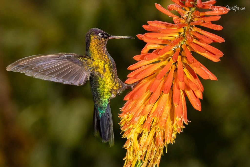 Fiery-throated Hummingbird feeding from an orange torch lily flower at Paraíso Quetzales, Savegre Valley, Costa Rica.