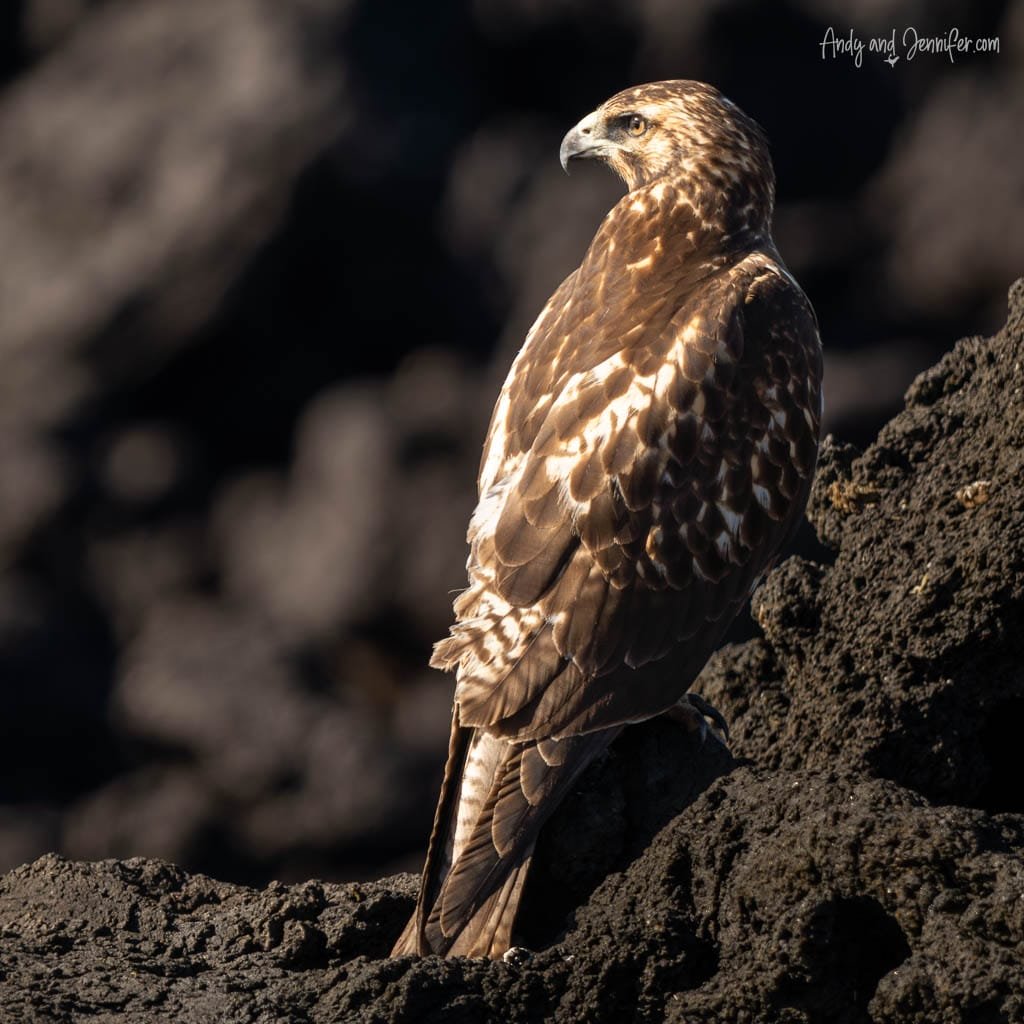Galápagos hawk perched on dark volcanic rock at Urbina Bay, Isabela Island, Galápagos.