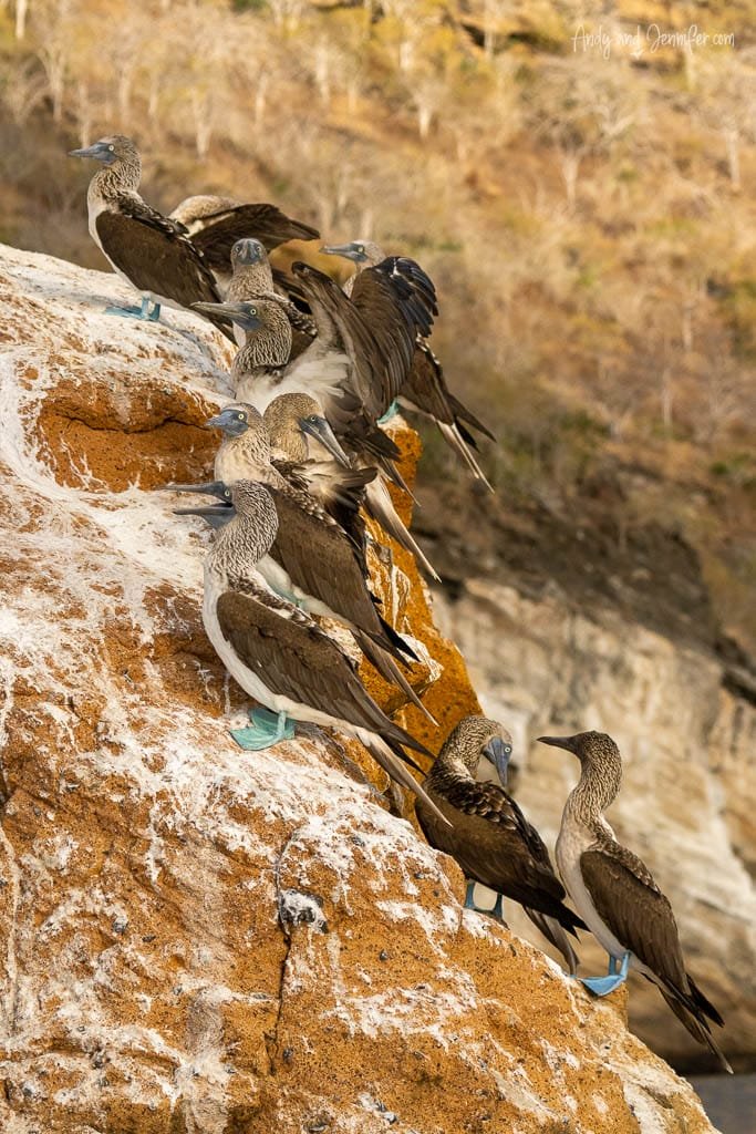 Group of blue-footed boobies perched together on a rocky cliff at Tagus Cove, Isabela Island, Galápagos.