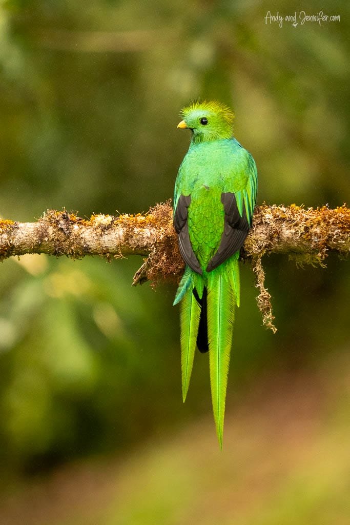 Male Resplendent Quetzal perched on a moss-covered branch at Mirador de Quetzales in the Savegre Valley, Costa Rica.