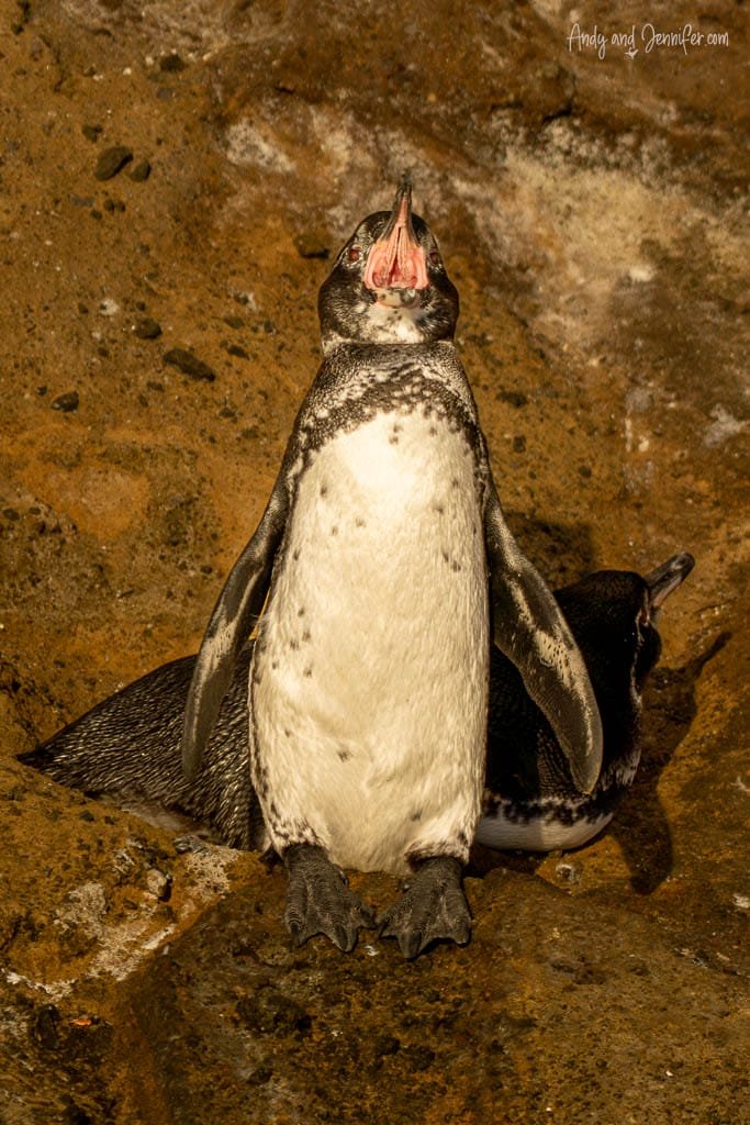 Galápagos penguin calling while standing on volcanic rock at Tagus Cove, Isabela Island, Galápagos.