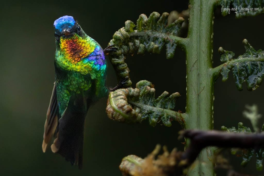Fiery-throated Hummingbird perched beside a fern at Paraíso Quetzales in the Savegre Valley, Costa Rica.
