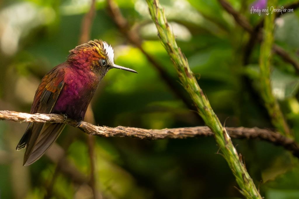 Snowcap hummingbird perched on a branch at Rancho Naturalista, Costa Rica.