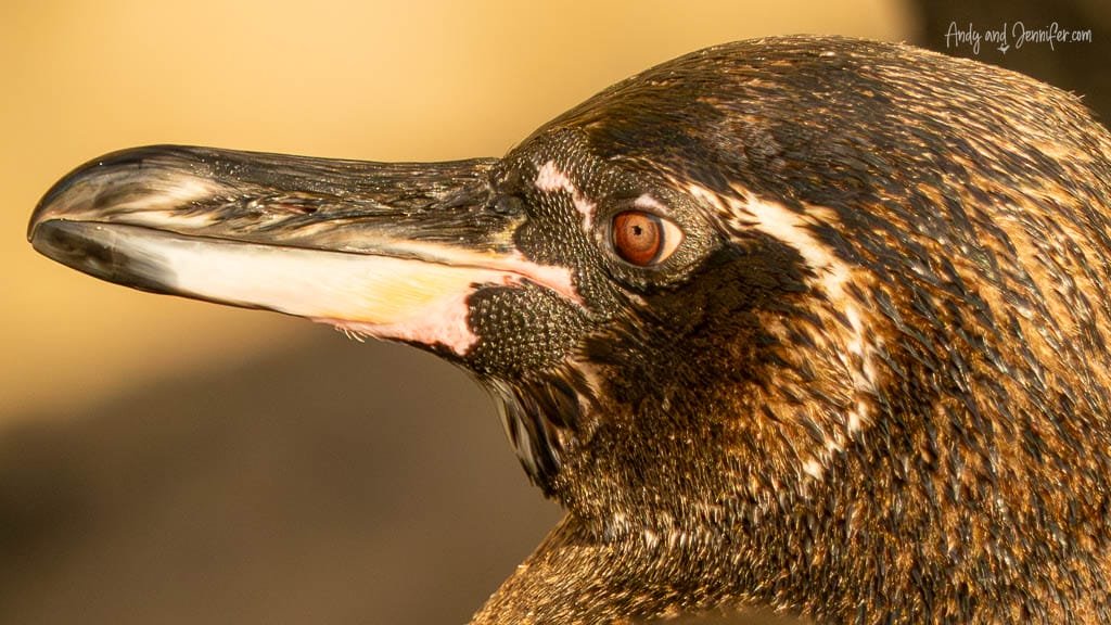 Close-up portrait of a Galápagos penguin in warm sunlight at Tagus Cove, Isabela Island, Galápagos.