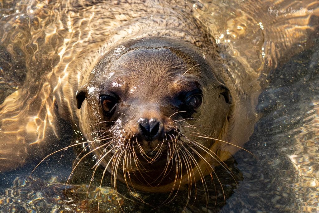 Galápagos sea lion looking toward the camera while swimming in shallow water at Espinoza Point, Fernandina Island.