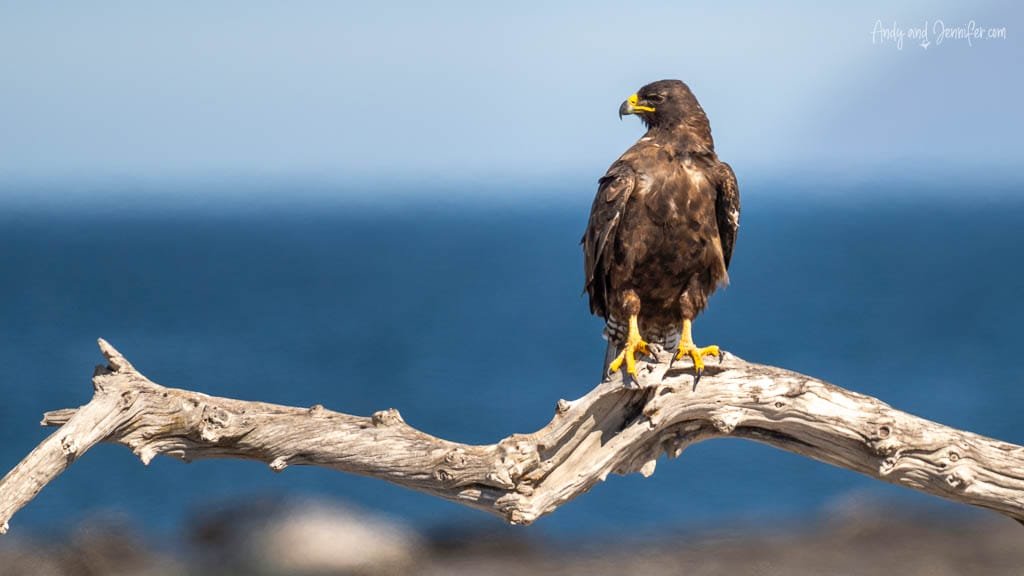 Galápagos hawk perched on a branch overlooking the ocean at Espinoza Point, Fernandina Island, Galápagos.
