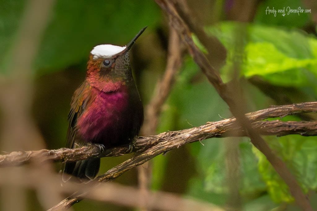 Snowcap hummingbird showing its white crown and iridescent purple plumage at Rancho Naturalista, Costa Rica.