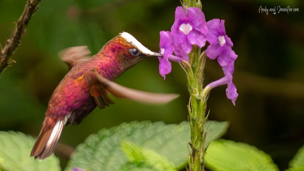 Snowcap hummingbird feeding from purple verbena flowers at Rancho Naturalista, Costa Rica.