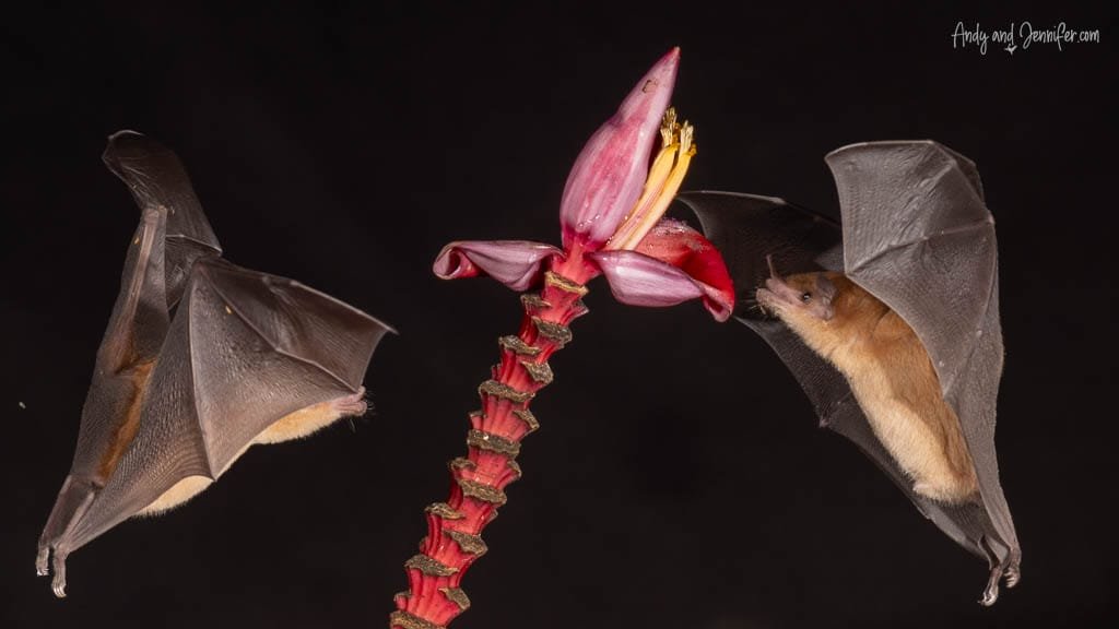 Two nectar-feeding bats approaching a banana flower during night photography at Rancho Naturalista, Costa Rica.