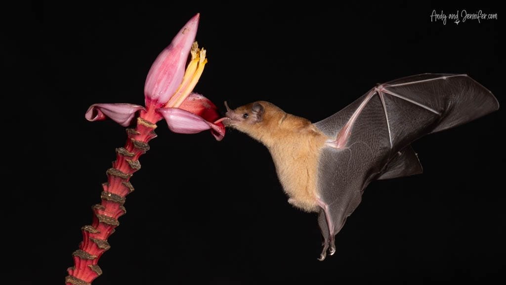 Nectar-feeding bat drinking from a banana flower during a night photography session at Rancho Naturalista, Costa Rica.