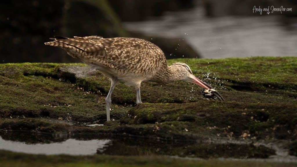 Whimbrel catching a crab along the rocky shoreline at Egas Port on Santiago Island, Galápagos.