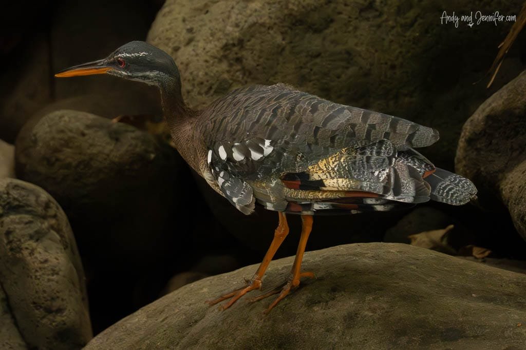 Sunbittern standing on a rock beside a forested river near Rancho Naturalista, Costa Rica.