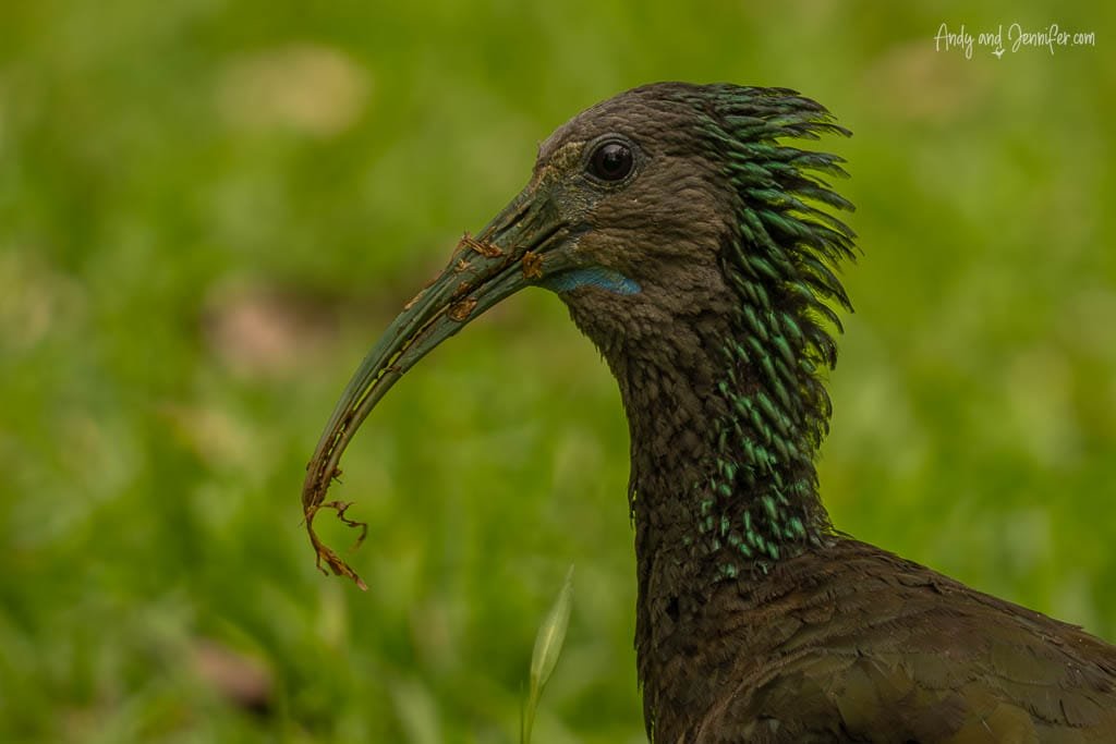 Green Ibis carrying plant material in its bill at a botanical garden near Rancho Naturalista, Costa Rica.