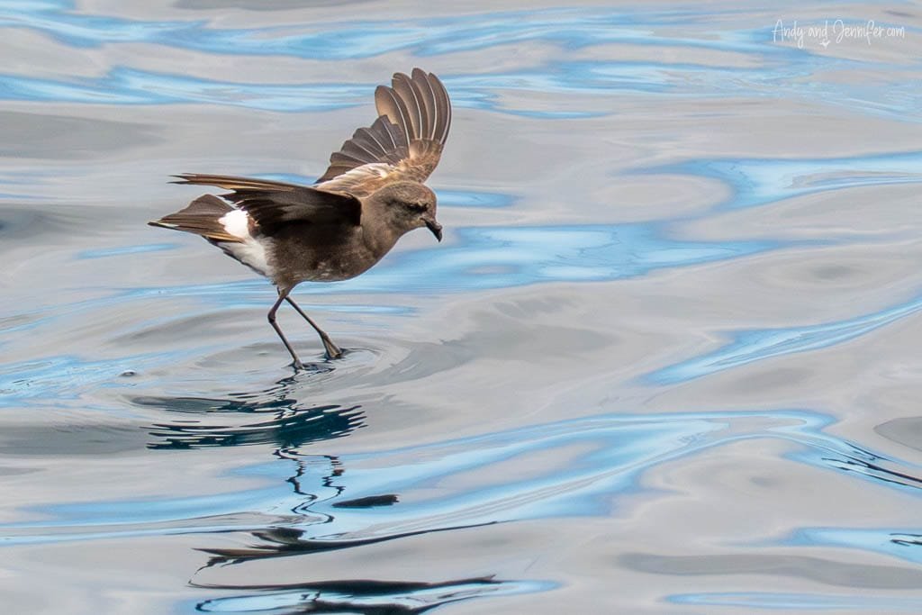 Galápagos storm petrel hovering just above the ocean surface near Santiago Island.