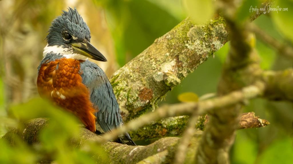 Ringed Kingfisher perched among the trees at a botanical garden near Rancho Naturalista, Costa Rica.