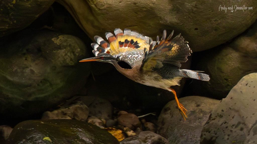 Sunbittern displaying its distinctive patterned wings on rocks beside a river near Rancho Naturalista, Costa Rica.