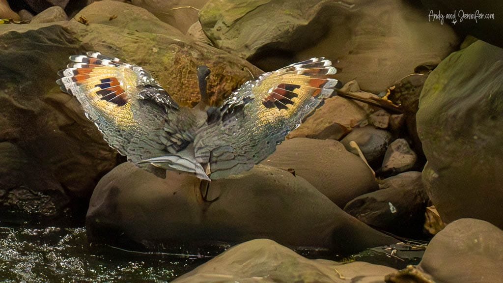 Sunbittern displaying its distinctive patterned wings on rocks beside a river near Rancho Naturalista, Costa Rica.