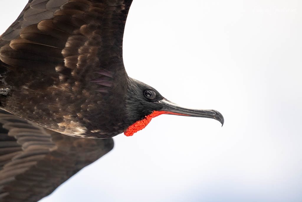 Magnificent frigatebird in flight with its red throat pouch visible in the Galápagos.