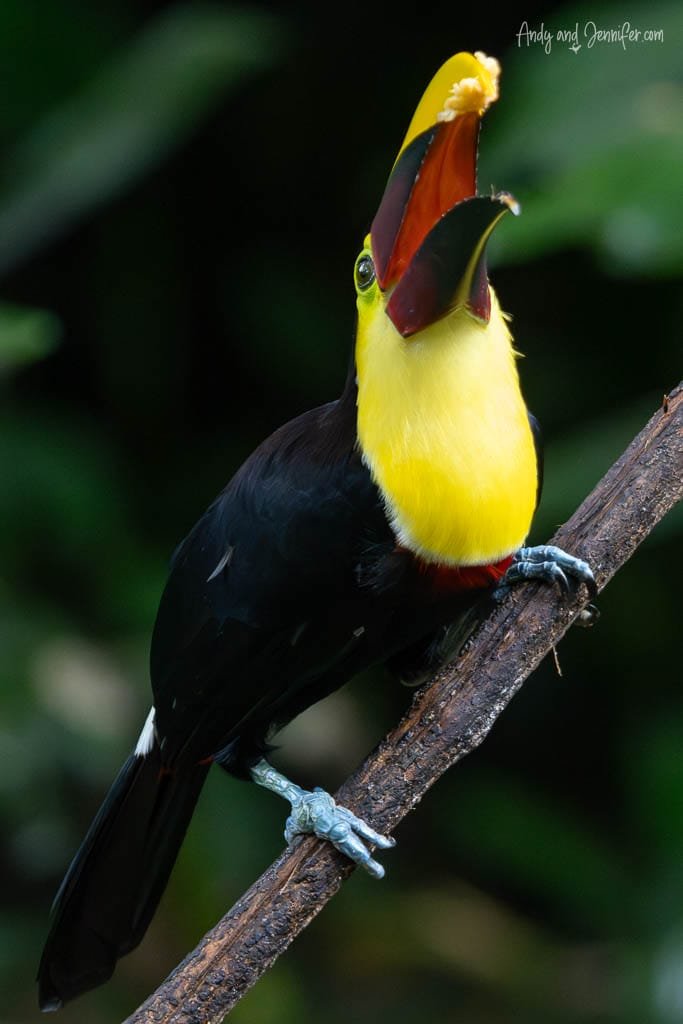 Keel-billed Toucan perched against a tree trunk at Selva Verde Lodge, Costa Rica.