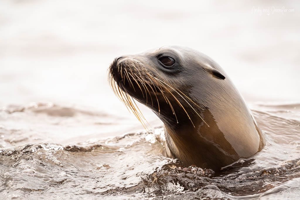 Galápagos sea lion swimming close to shore at Egas Port on Santiago Island.