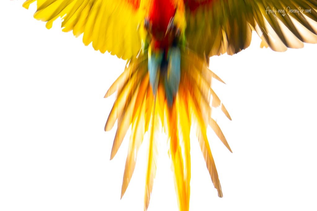 Abstract slow-shutter photograph of a macaw in flight, with its yellow wings and long tail feathers blurred against a bright white background.