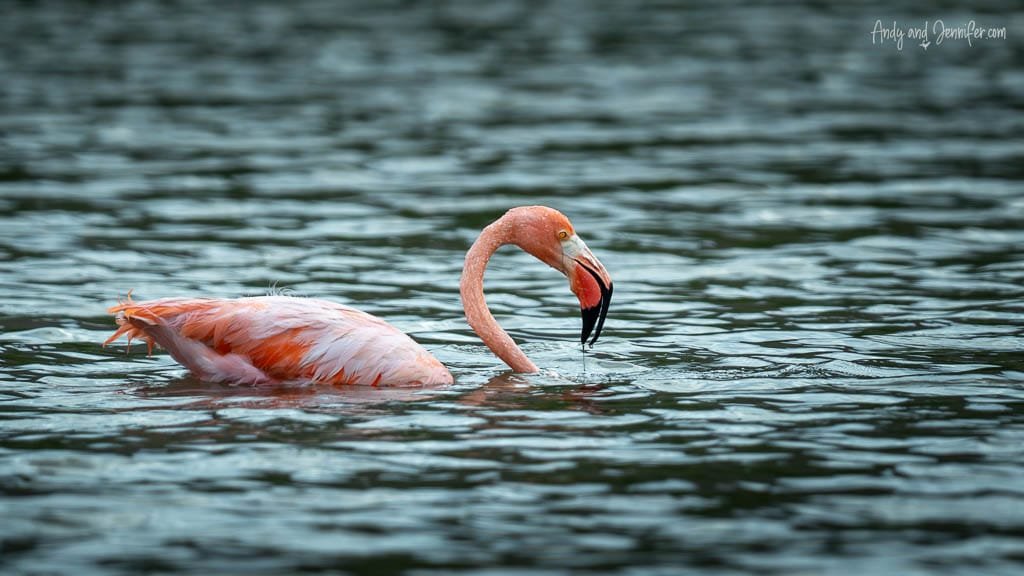 American flamingo feeding in a shallow lagoon on Rábida Island in the Galápagos.