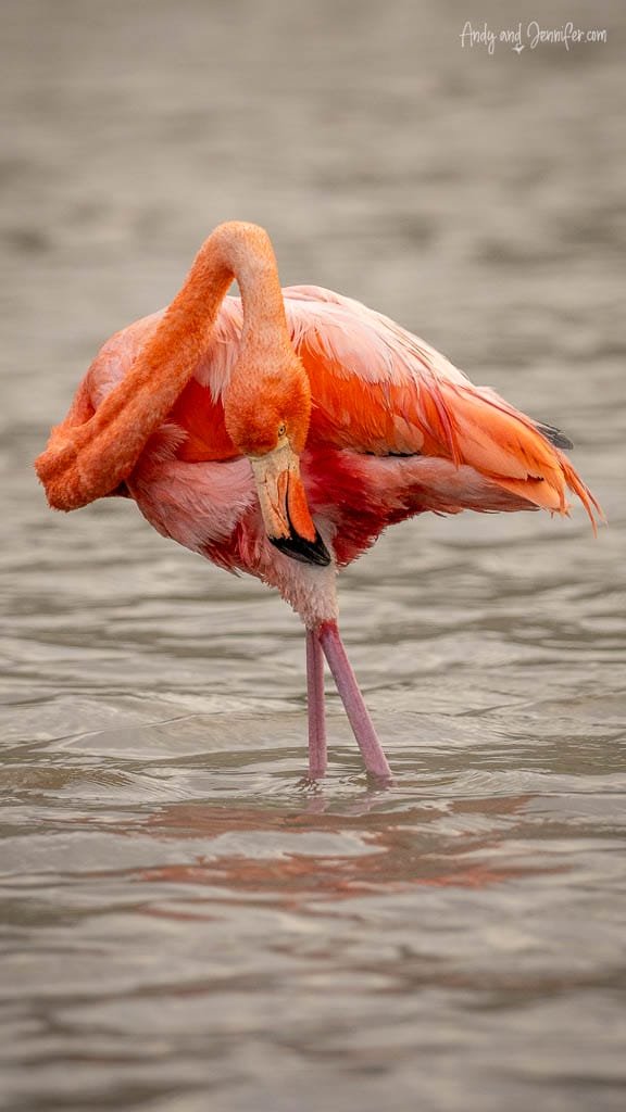 American flamingo preening its bright pink feathers in a lagoon on Rábida Island, Galápagos.