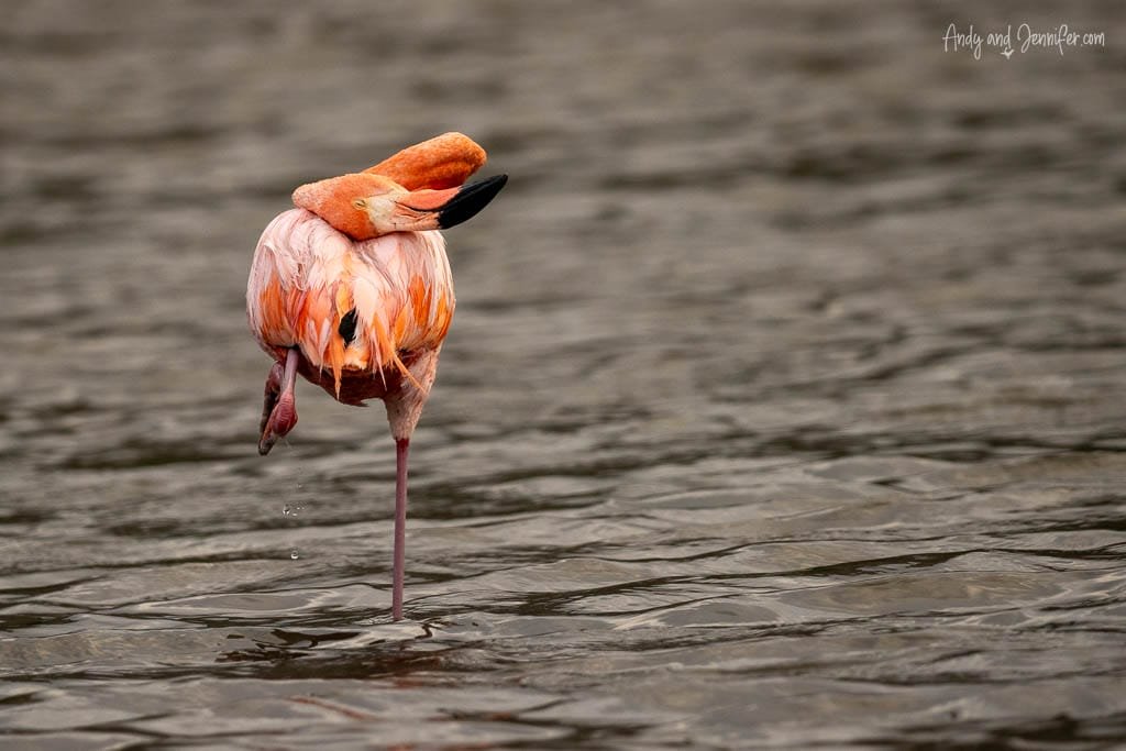 American flamingo resting on one leg in shallow water on Rábida Island in the Galápagos.