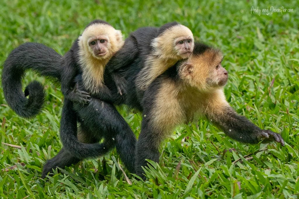 White-faced capuchin monkey carrying two young monkeys on its back while walking across the grass in Costa Rica.