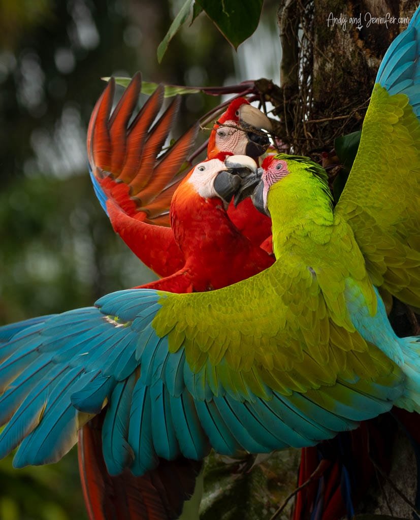 Scarlet and Great Green Macaws crowd together with wings spread around a tree in Costa Rica.