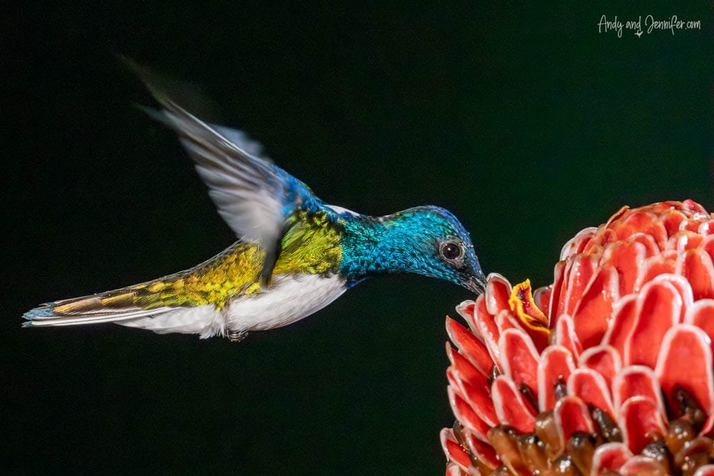 White-necked Jacobin hummingbird feeding from a red torch ginger flower while hovering in Costa Rica.