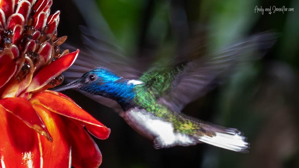 White-necked Jacobin hummingbird hovering beside a red torch ginger flower, with its wings blurred by motion in Costa Rica.