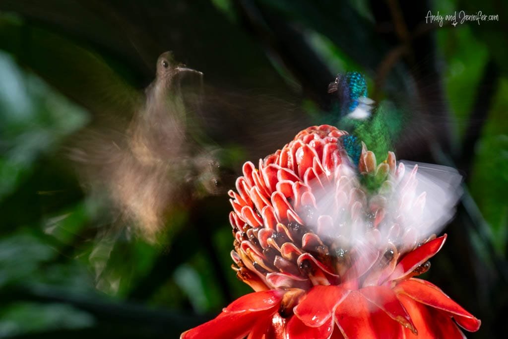 Multiple hummingbirds converging around a red torch ginger flower, their rapid wingbeats creating motion blur in Costa Rica.