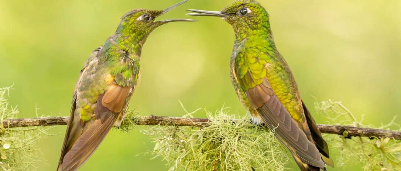 Two buff-tailed Coronets facing each other on a lichen-covered perch in the Tandayapa Valley, Ecuador.